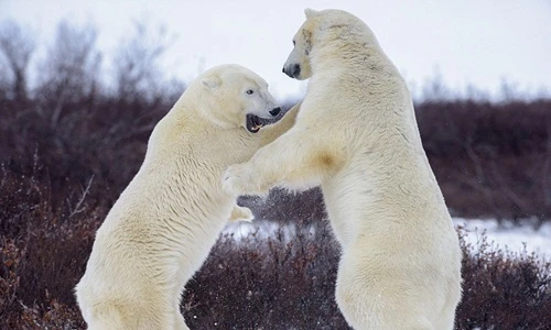 Gấu Bắc cực chiến đấu như võ sĩ chuyên nghiệp