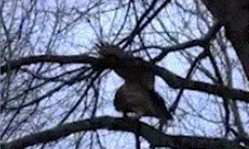 Rắn “sống dở chết dở” vì bị chim cú hành hạ