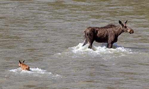 Nai sừng tấm non suýt chết đuối vì sự vô tâm của mẹ