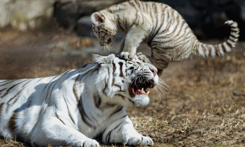 "Cười nắc nẻ" những màn "troll" phụ huynh siêu hài trong TGĐV