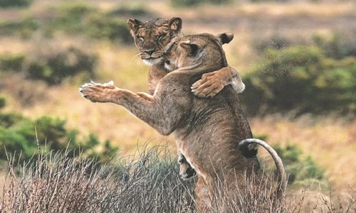 Ảnh: Khi những loài động vật nhảy múa “quên trời đất“