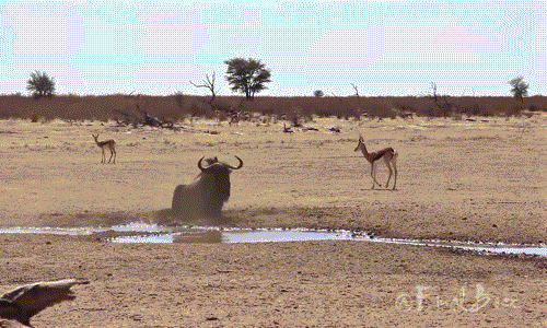 Những hành động kỳ quặc không hiểu nổi của động vật hoang dã