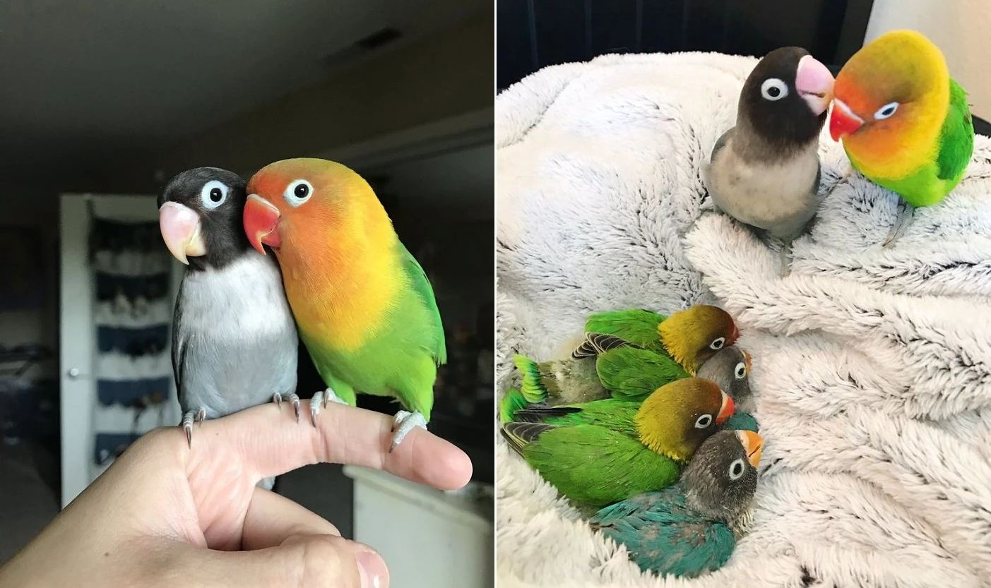 Chuyện tình cực yêu của vẹt uyên ương khiến người người ghen tị