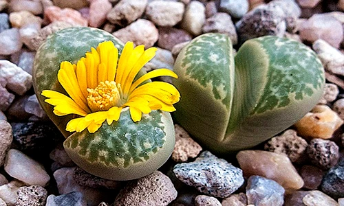 Kỳ lạ loài hoa có hình như viên sỏi