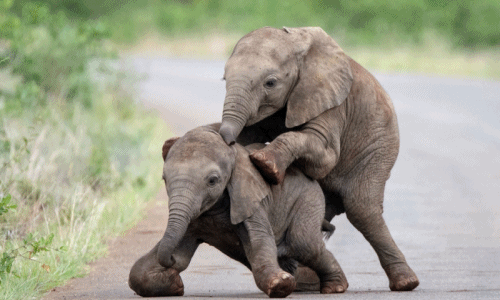 Voi con "dựa hơi" cha mẹ, không thèm nể nang người