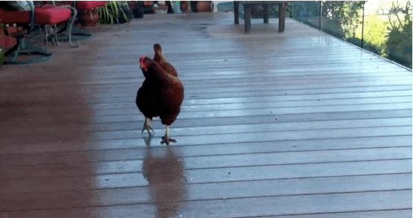 “Tóe lửa” cuộc chiến giành quả việt quất của đàn gà