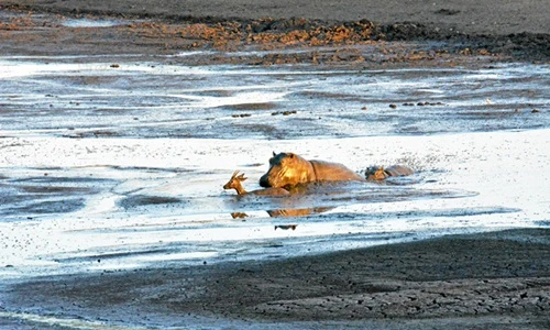 Sư tử trơ mắt nhìn hà mã dìm chết linh dương