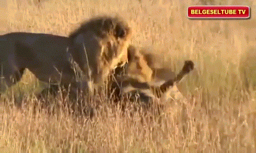 Anh em sư tử hợp sức lật đổ sư tử đầu đàn như phim!