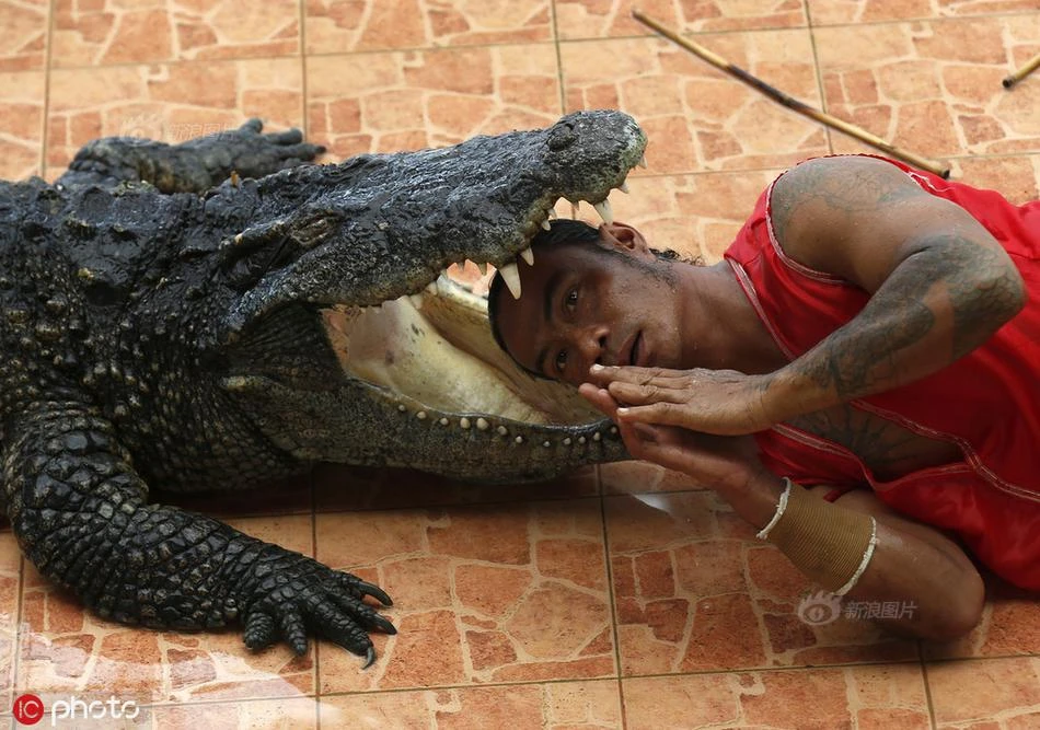 Rùng rợn người đàn ông thò đầu vào miệng cá sấu "quái vật"
