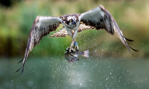 Ngoạn mục chim ưng biển tạo dáng như người mẫu khi bắt cá