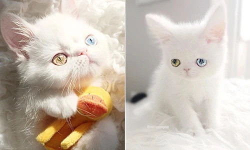 "Yêu không tả nổi" cô mèo cổ tích có đôi mắt mê hoặc