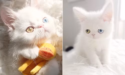 "Yêu không tả nổi" cô mèo cổ tích có đôi mắt mê hoặc