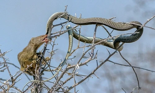 Sốc cảnh tượng cầy hoang cắn chết rắn độc