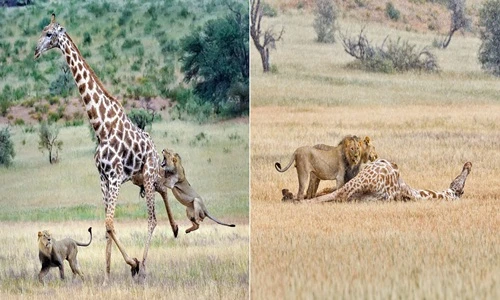 Hươu cao cổ chết thảm khi đối đầu anh em sư tử