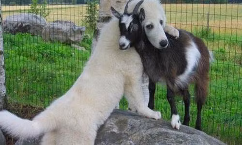 Kỳ lạ chó coi dê là thú cưng 