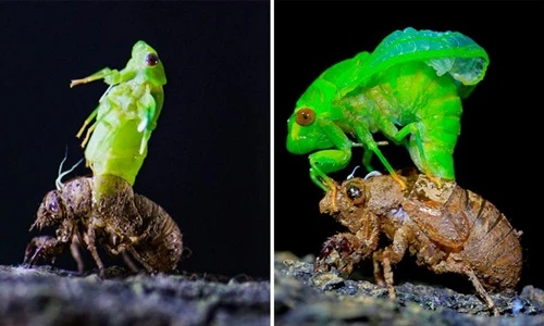 Ngoạn mục màn lột xác của “sát thủ lỗ tai” mùa hè