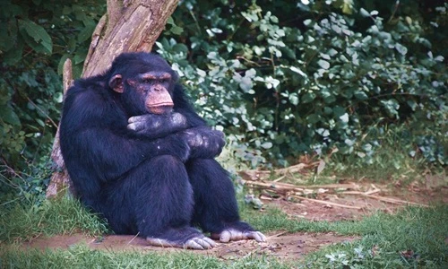 Điểm danh những động vật thô lỗ nhất mọi thời đại