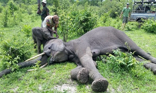 Khoảnh khắc cảm động voi con thống thiết lay mẹ dậy sau tai nạn