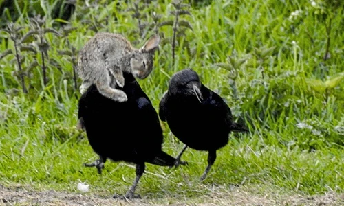 Quạ tàn nhẫn giết chết thỏ non mặc con mồi kêu khóc