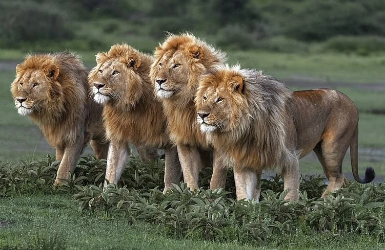 Ảnh hiếm thấy về sư tử, những vị lãnh chúa thảo nguyên