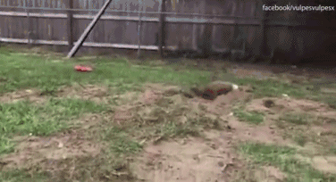 Cáo đỏ thông minh khiến chó chăn cừu hậm hực