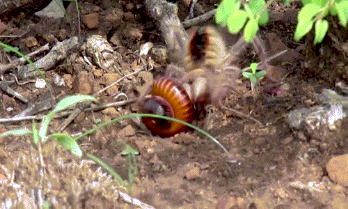 Kinh hoàng nhện độc xơi tái cuốn chiếu trong "nháy mắt"