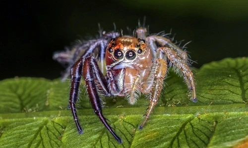 Phát hiện nhện lưỡng tính "ái nam ái nữ" gây choáng