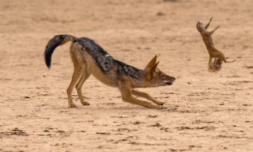 Những màn tung hứng chết chóc của động vật hoang dã