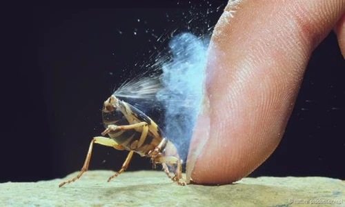 Những loài động thực vật nặng mùi nhất hành tinh