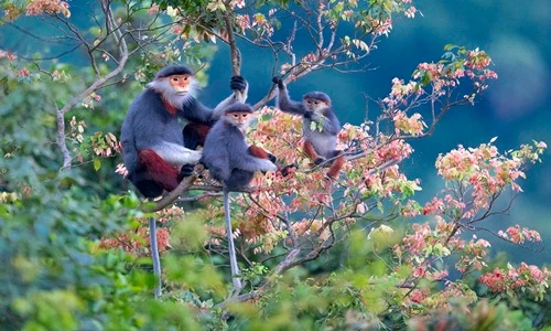 Những loài linh trưởng quý hiếm ở Việt Nam nhiều quốc gia mơ ước