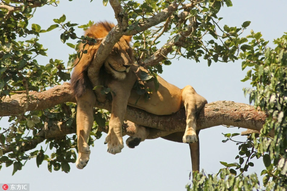 Trời thu mát, động vật khoe dáng ngủ lười cực yêu