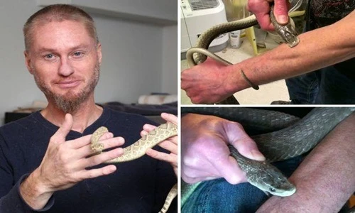 Kinh dị người đàn ông thích để rắn độc cắn