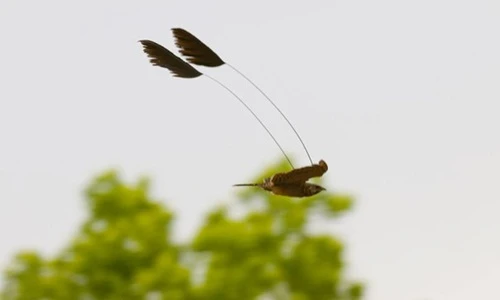 Những loài chim có vẻ ngoài lạ lùng nhất thế giới