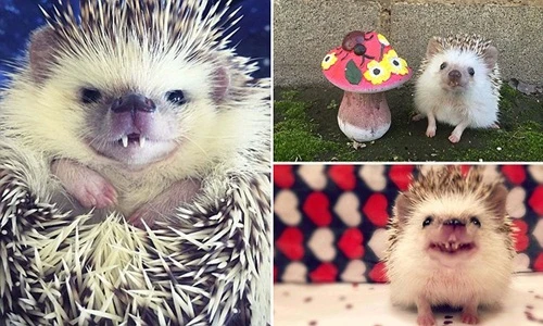 Cận cảnh nhím ma cà rồng đáng yêu nhất thế giới