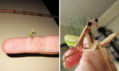 Lạ lùng câu chuyện về một cô bọ ngựa thú cưng