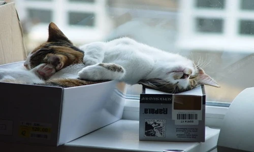 Mèo con ngủ vạ vật cực đáng yêu