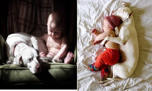 Chú chó bị ngược đãi thảm hại và màn gặp gỡ định mệnh