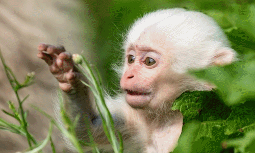 Khỉ trắng siêu hiếm xuất hiện ở Nhật Bản, lập tức thành sao