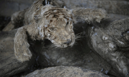 Hổ vằn từ xác khô tái sinh ngoạn mục không ngờ