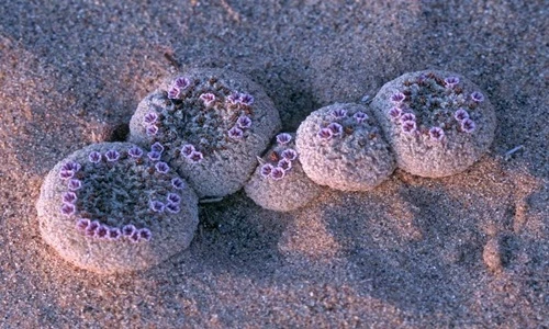 Độc lạ loài hoa nở trên cát như hoa ngoài hành tinh