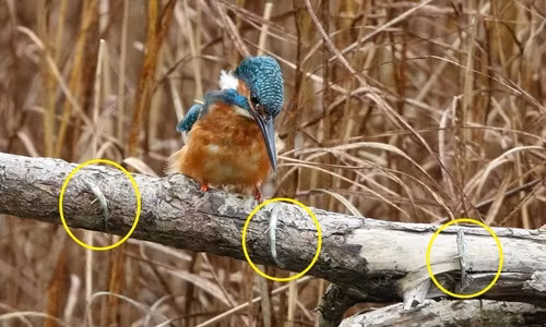 Chim bói cá khôn ranh biết phơi cá khô hệt con người