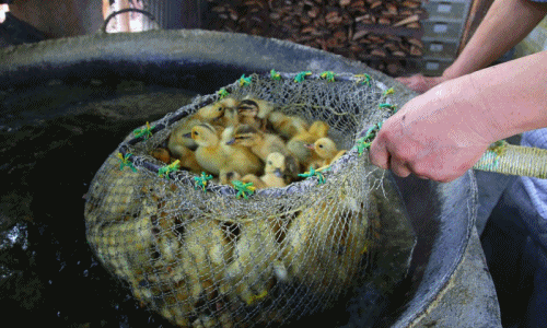 Kinh hoàng cảnh hàng ngàn vịt đực bị nhúng nước sôi