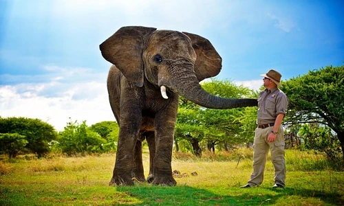 Sự thật gây giật mình về loài voi có thể nói được tiếng người