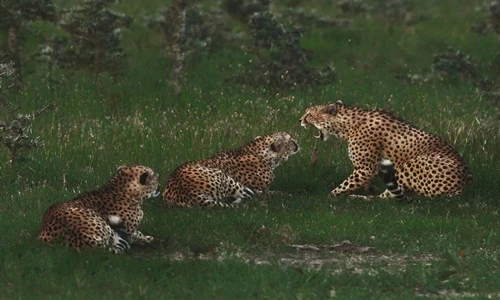 Ấn tượng những khoảnh khắc "độc" của động vật hoang dã (1)