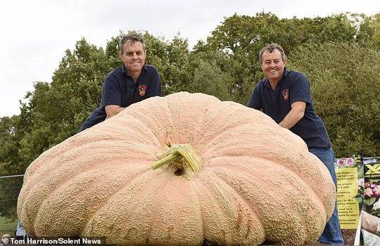 Bí ngô to khủng khiếp, nặng hơn nghìn kg đón Halloween