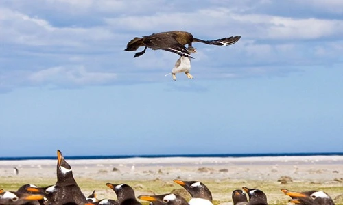 Chim cướp biển săn giết chim cánh cụt con chết thảm