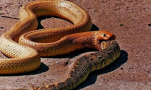 Những động vật máu lạnh ăn thịt đồng loại