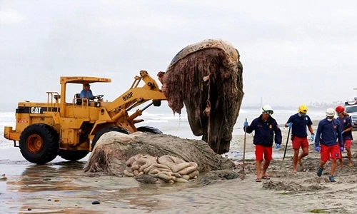 Hãi hùng cảnh xử lý xác cá voi lưng gù khổng lồ