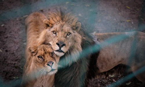 Xót cảnh cả nhà sư tử quyết cùng sống chết trong "địa ngục"