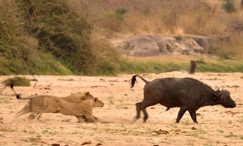 Cặp sư tử cái muối mặt vì săn hụt trâu rừng